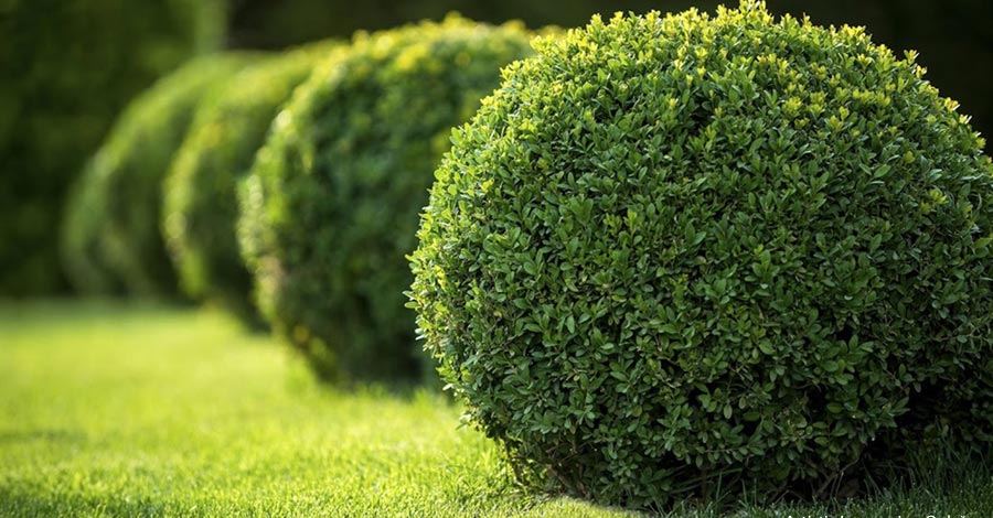 Neatly rounded hedges and soft green lawn in the landscaped garden