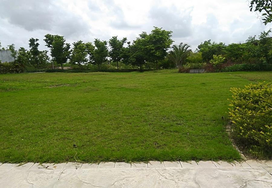 A wide open lawn edged with trees and hedges under a bright sky