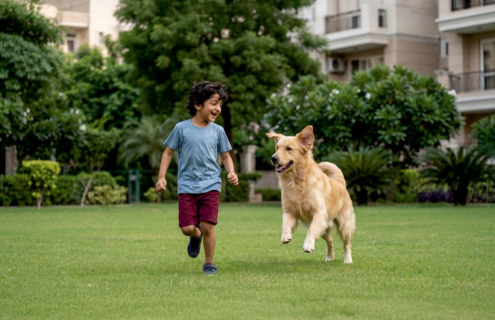 A boy running across a lawn beside a golden retriever