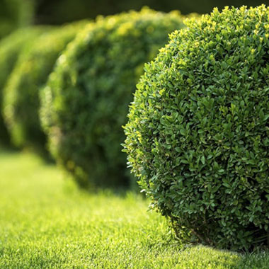 Landscape Garden - Willow Homes - Ensaara Metropark